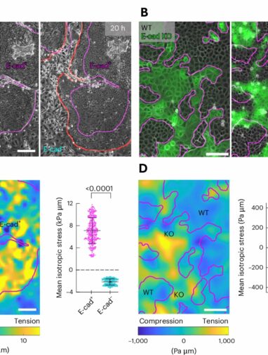 Cells' mechanical force key to survival in cellular competition ...