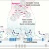 Cellular structure without a membrane: Researcher discusses how ...