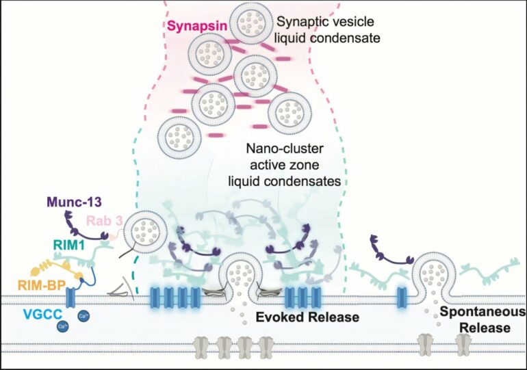 Cellular structure without a membrane: Researcher discusses how ...