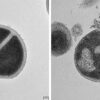 Cellular 'trash' reveals new immune defense mechanism against bacteria