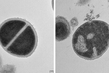 Cellular 'trash' reveals new immune defense mechanism against bacteria