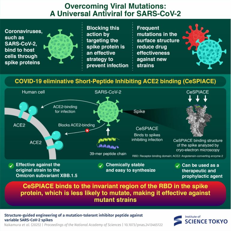 CeSPIACE: A broad spectrum peptide inhibitor against variable SARS ...