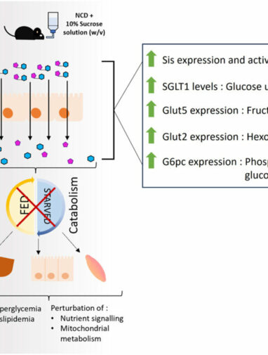 Chronic sucrose consumption in mice reveals organ-specific ...