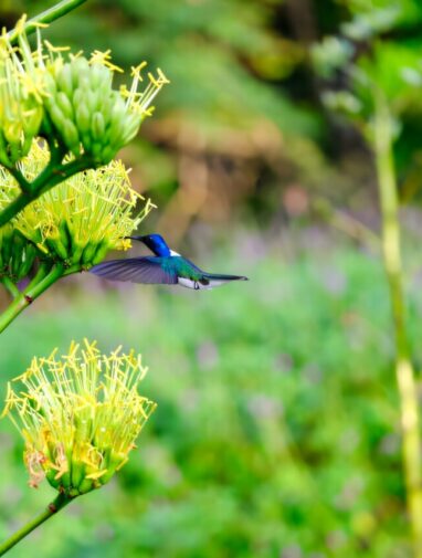 Cloaked in color: Research finds some female hummingbirds evolve ...
