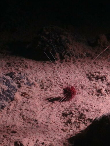Dark oxygen': a deep-sea discovery that has split scientists