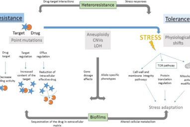 The importance of antimicrobial resistance in medical mycology ...