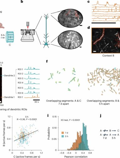 Dendritic spines: The key to understanding how memories are linked ...