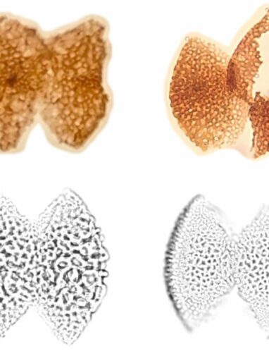 DNA and 90 million-year-old pollen fossils reveal new insights ...