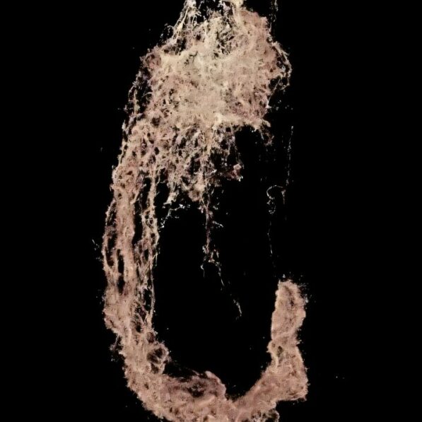 DNA microscope creates 3D images of organisms from the inside out