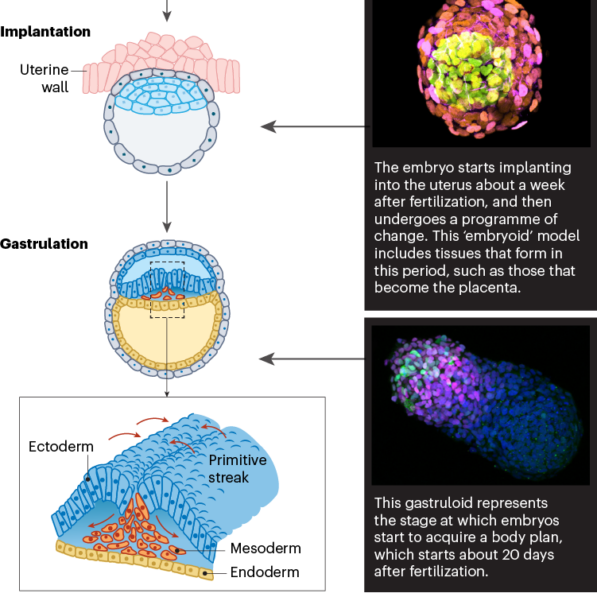 Human embryo models are getting more realistic — raising ethical ...
