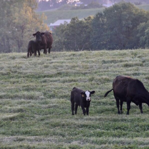 Is Grass-Fed Beef Healthier or Better for the Environment? - AgWeb