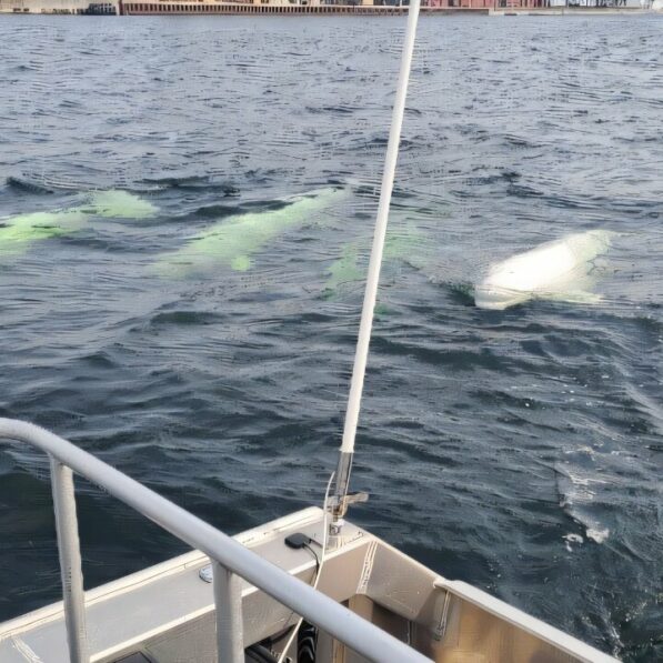 First documented sighting of a group of bowhead whales in Canada's ...