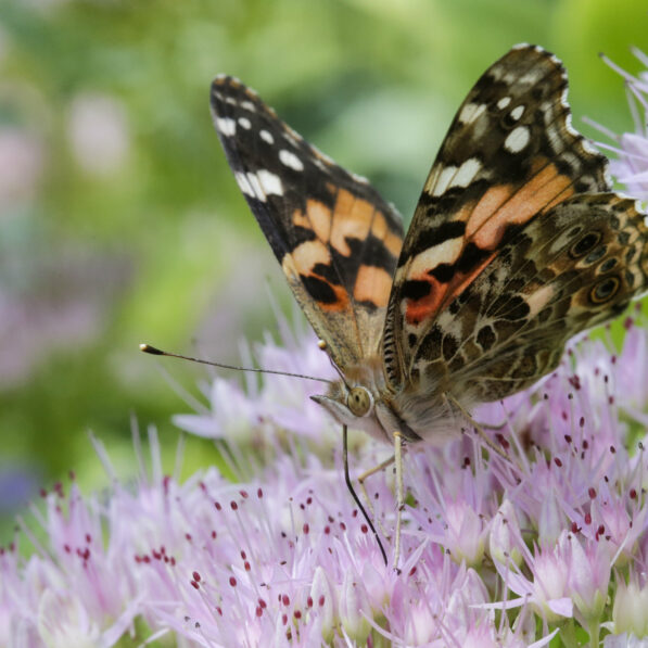 First national analysis finds America's butterflies are ...
