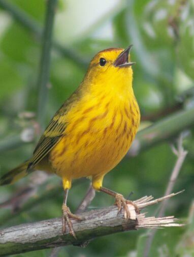 Galapagos birds exhibit 'road rage' due to noise