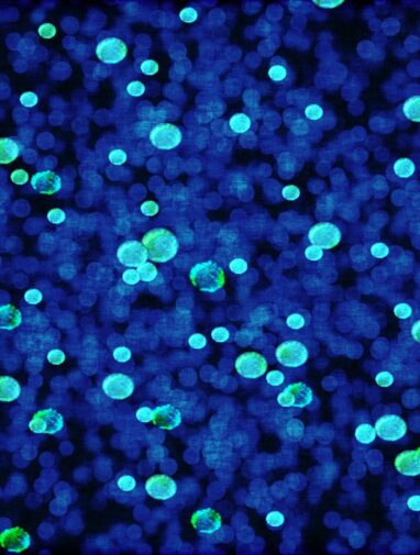 Genomic sequencing reveals previously unknown genes that make ...