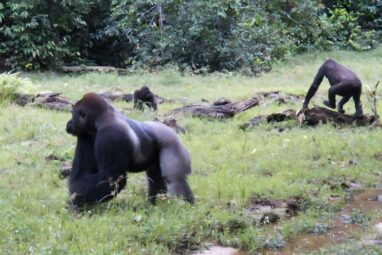 Gorillas with heart disease have altered gut microbiomes, study shows