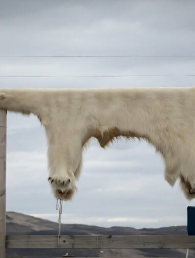 Greenland Inuit face health risks from 'forever chemicals' in diet
