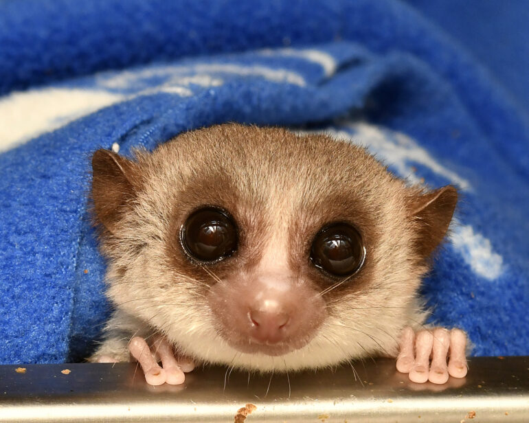 Hibernating lemurs can turn back the clock on cellular aging