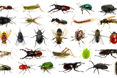 How many bugs are there in this world? - Proactive Pest Control