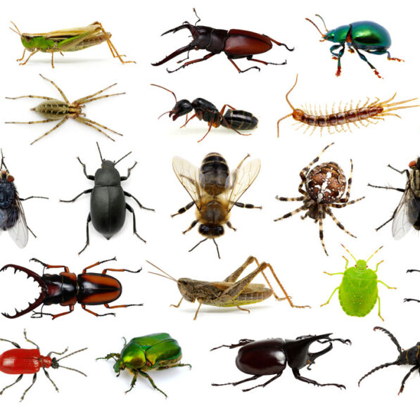 How many bugs are there in this world? - Proactive Pest Control