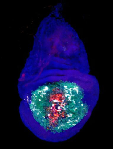 How necrotic cells contribute to the body's regeneration process