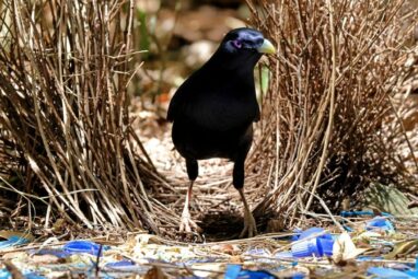 Can animals make art?