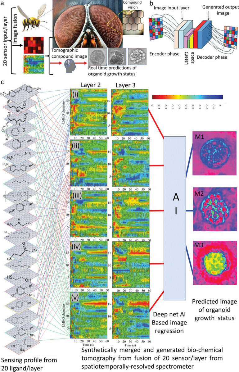 Insect vision inspires noninvasive method for deep tissue ...