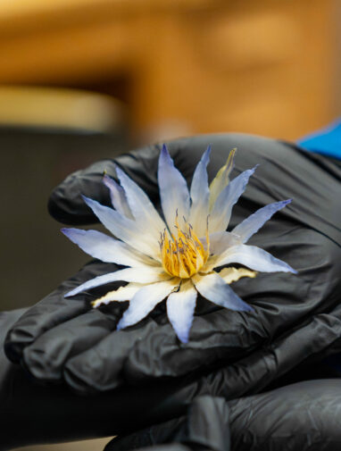 Investigating the psychedelic blue lotus of Egypt, where ancient ...