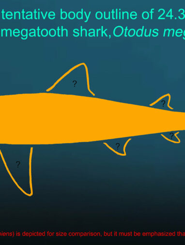 Megalodon's body size and form uncover why certain aquatic ...
