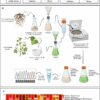 Microbiota transplantation offers new hope against cotton leaf ...