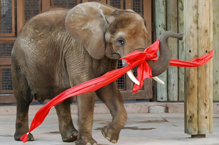 Misha the elephant lived in zoos, but her tooth enamel helps ...