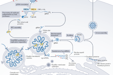 Bottom-up assembly of viral replication cycles | Nature Communications