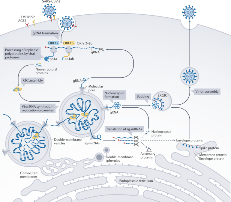 Bottom-up assembly of viral replication cycles | Nature Communications