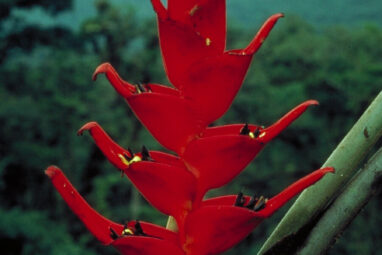 Nearly half of popular tropical plant groups related to birds-of ...