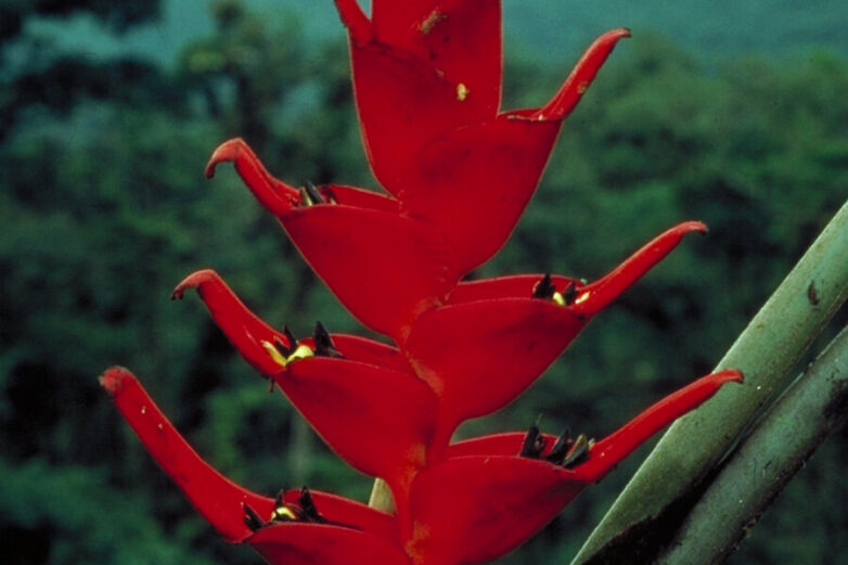 Nearly half of popular tropical plant groups related to birds-of ...