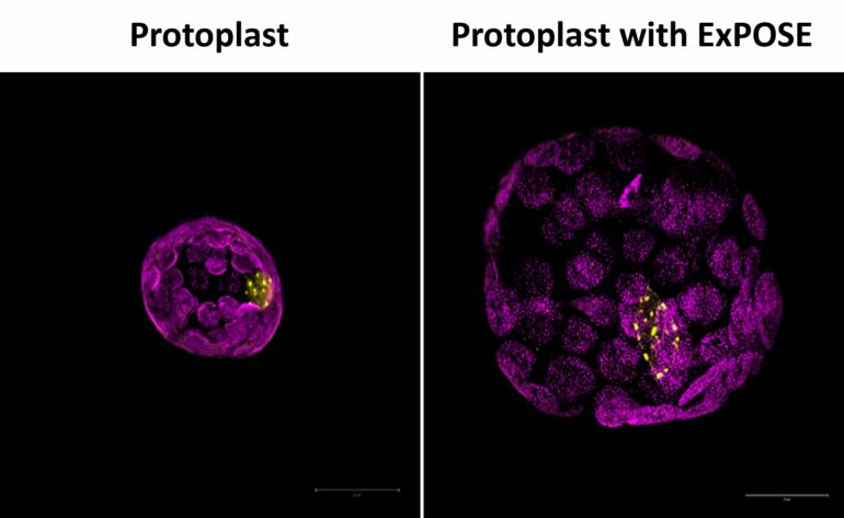 New technique expands plant cells for better microscopic imaging
