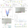 Carbohydrate-active enzymes from Akkermansia muciniphila break ...