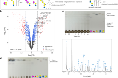 Carbohydrate-active enzymes from Akkermansia muciniphila break ...