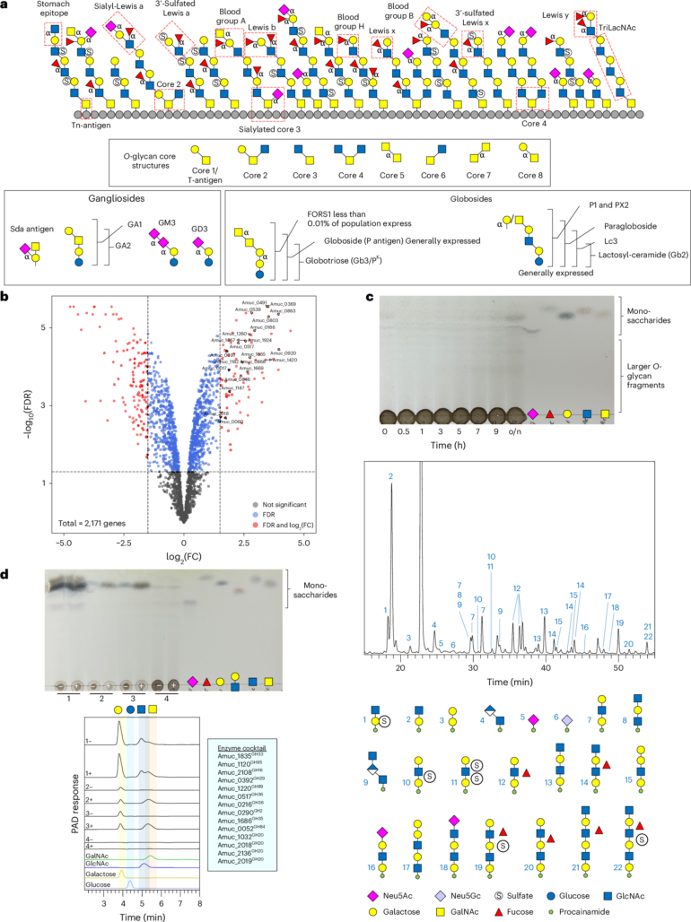 Carbohydrate-active enzymes from Akkermansia muciniphila break ...