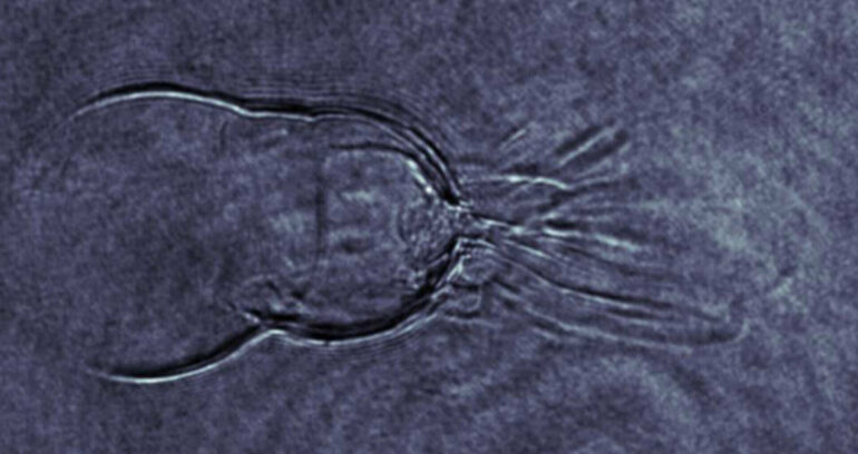 Physicists capture elusive plasma instability in unprecedented detail