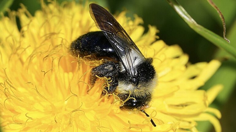 Pollinator diversity in urgent need of protection to ensure ...