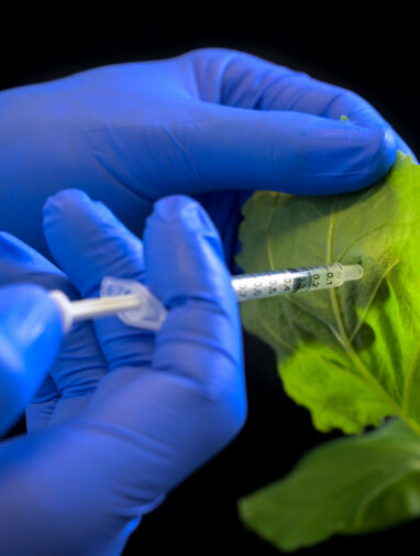 Protecting crops: RNA-based substances open up new avenue to ...