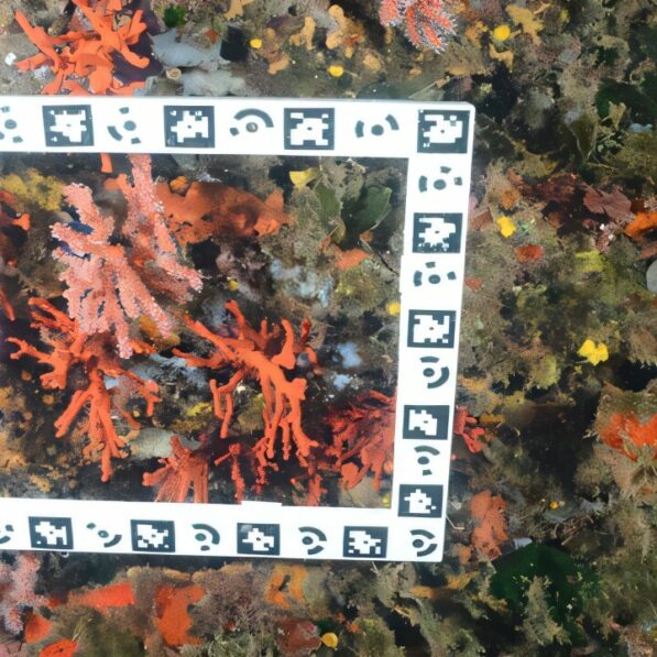 Red coral colonies survive a decade after being transplanted in ...