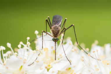 Research taps into sugary secrets of plant nectar to bite back ...