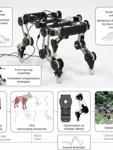 Scientists develop dog-inspired robot that runs without motors