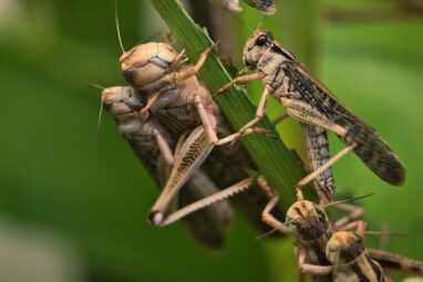 Scientists rewrite the rules of swarming locusts