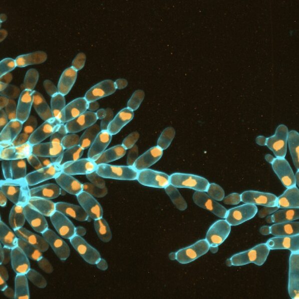 Scientists uncover key mechanism in evolution: Whole-genome ...