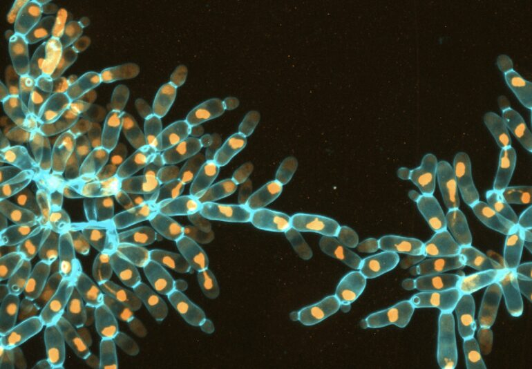 Scientists uncover key mechanism in evolution: Whole-genome ...