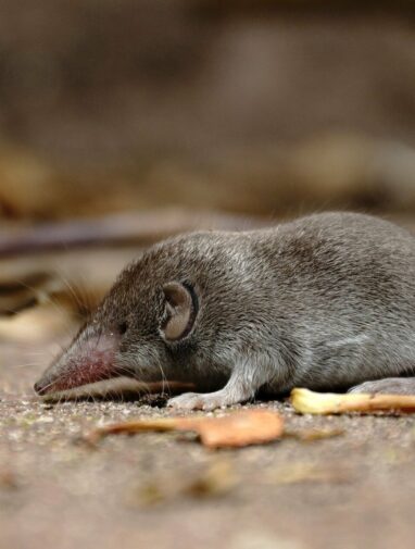 Shrews identified as big driver of Lyme disease in Martha's ...