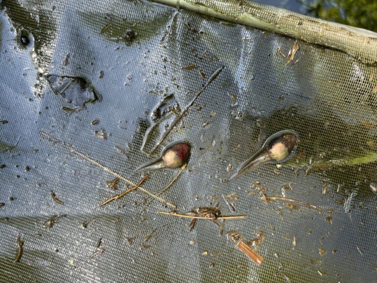 Tadpoles try to flee dangerous virus in their pond by growing much ...